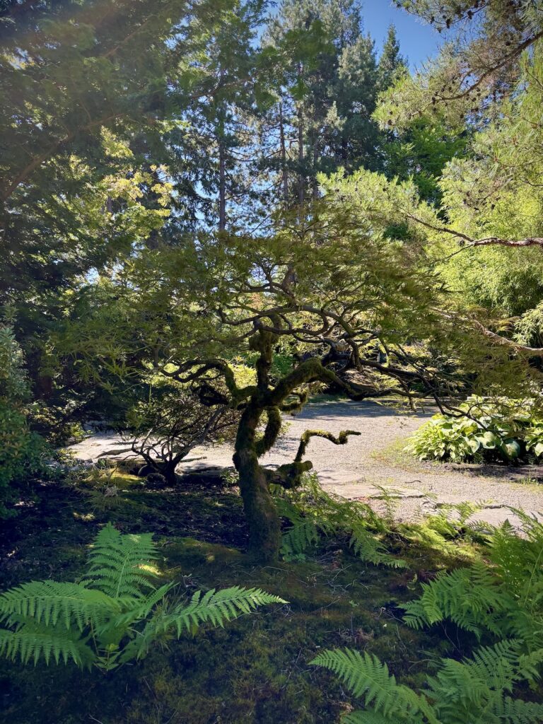 pruned Japanese Maple trunk silhouette
